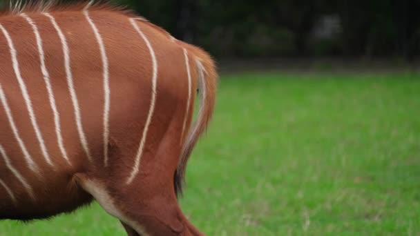 Animal sauvage traîne queue dans différentes directions — Video