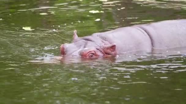 Grande hipopótamo nada na piscina — Vídeo de Stock