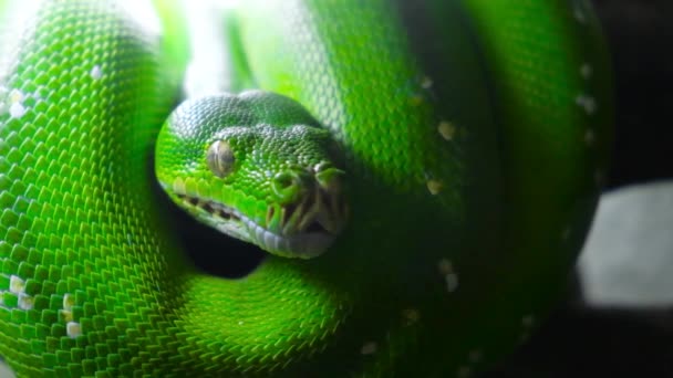 Serpiente verde sobresale lengua — Vídeos de Stock