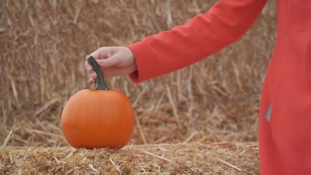 Young girl chooses a pumpkin for halloween — Stock Video
