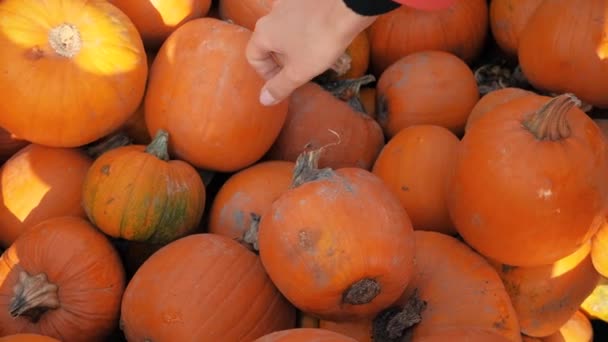 Pessoa escolhe uma abóbora para halloween — Vídeo de Stock