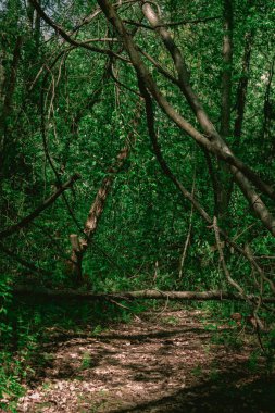 Güneşli bir günde sonsuz ormanın resimsel manzarası