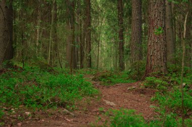 Güneşli bir günde sonsuz kozalaklı ormanın manzarası.