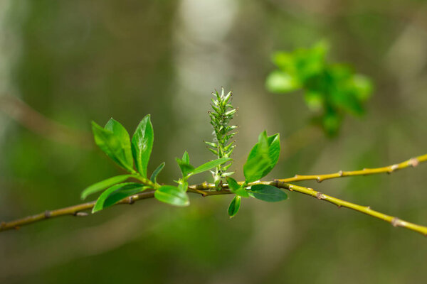 зеленая капуста растет в саду в солнечный день, близкий вид 