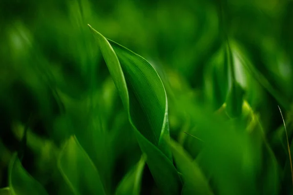 Güneşli Bir Günde Bahçede Büyüyen Lalelerin Yeşil Filizleri Yakın Görüş — Stok fotoğraf