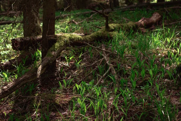 Pemandangan Indah Dari Hutan Konifer Tak Berujung Pada Hari Yang — Stok Foto