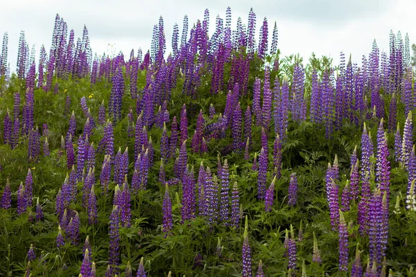 美丽的紫色花朵在阳光明媚的夏日生长在花园里 风景如画 — 图库照片