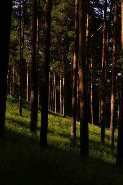 Priveliște Pitorească Pădurii Conifere Nesfârșite Ziua Însorită — Fotografie, imagine de stoc
