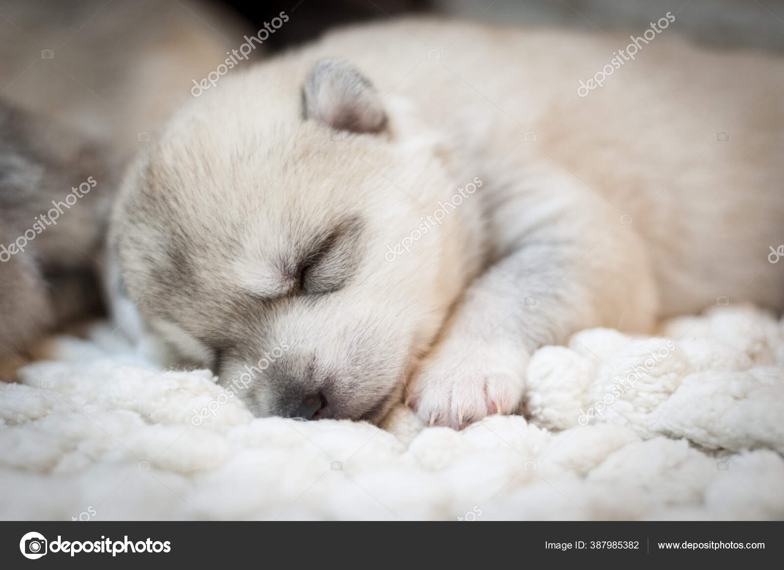 Lindo Cachorro Husky Durmiendo Sobre Fondo Blanco — Foto de stock  #387985382 © tt5142926.gmail.com, image size:1600x1164