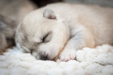 Beyaz bir arka planda uyuyan şirin bir köpek yavrusu.