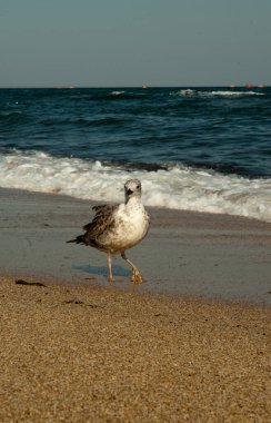 Yalnız martı deniz kıyısında yürüyor.