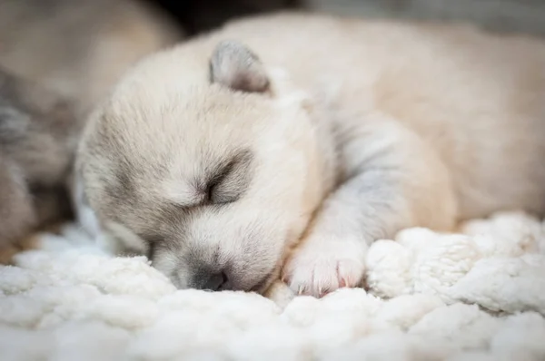 Lindo Cachorro Husky Durmiendo Sobre Fondo Blanco Imágenes De Stock Sin Royalties Gratis