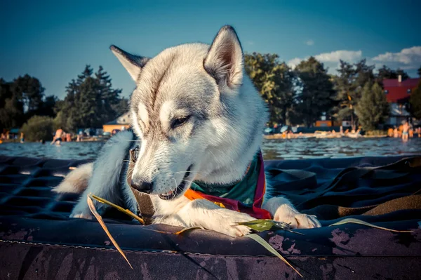 A husky dog in a colorful handkerchief around his neck sits on an air mattress in the middle of a large lake and chews green reeds