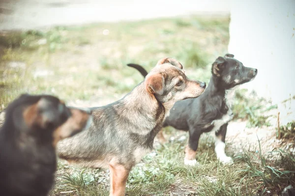 Tre Gatuhundar Stannar Gräset Och Frågar Efter Mat — Stockfoto