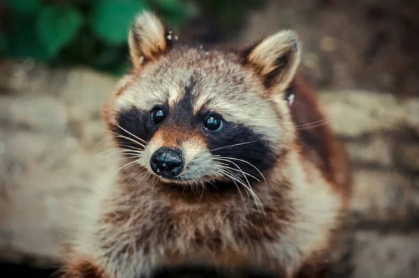 Netter Brauner Waschbär Der Auf Einem Verschwommenen Natürlichen Hintergrund Aufblickt — Stockfoto