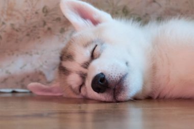 Kabarık tüylü, iri kulaklı köpek yavrusu ahşap zeminde tatlı tatlı uyuyor.