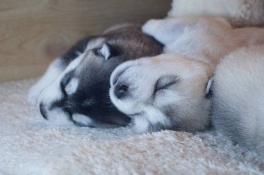 Kucaklaşarak sırt üstü uyuyan iki sevimli yavrunun portresi.