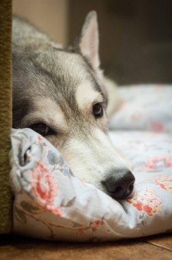 Gri Sibirya köpeği çiçekli bir battaniyeye uzanıyor ve bitkin bir şekilde lense bakıyor.