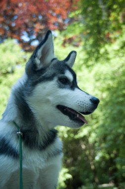 Parktaki siyah-beyaz Sibirya köpeği bulanık yeşil arka planda sağ tarafa bakıyor.