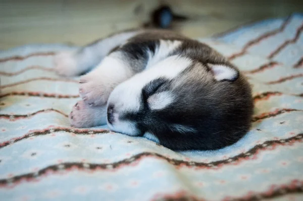 黑色和白色可爱的哈士奇小狗睡在柔软的彩色毛毯上 — 图库照片
