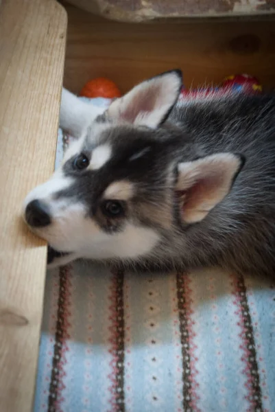 Black White Husky Puppy Wants Play — Stock Photo, Image
