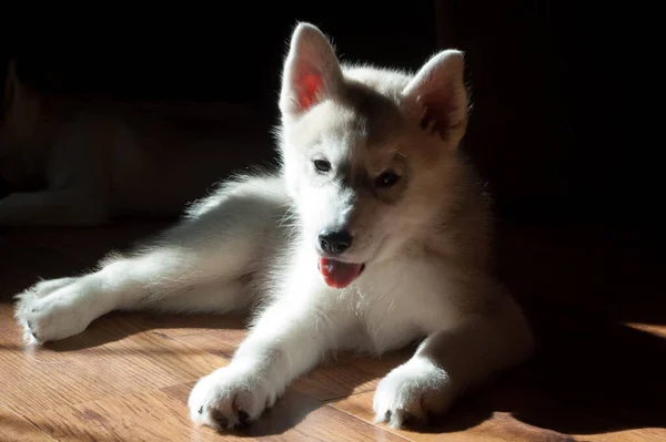 Fluffy Gray Puppy Lies Floor Dark Background Smiles Bright Sunny — Stock Photo, Image