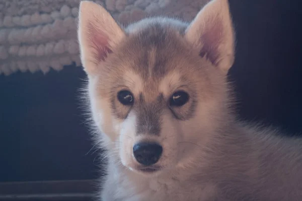 Fluffy Husky Puppy Sun Cute Beautiful Eyes — Stock Photo, Image