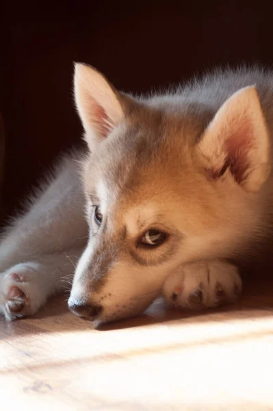 Lindo Perro Encuentra Sobre Fondo Marrón Ofendido Desde Debajo Frente — Foto de Stock