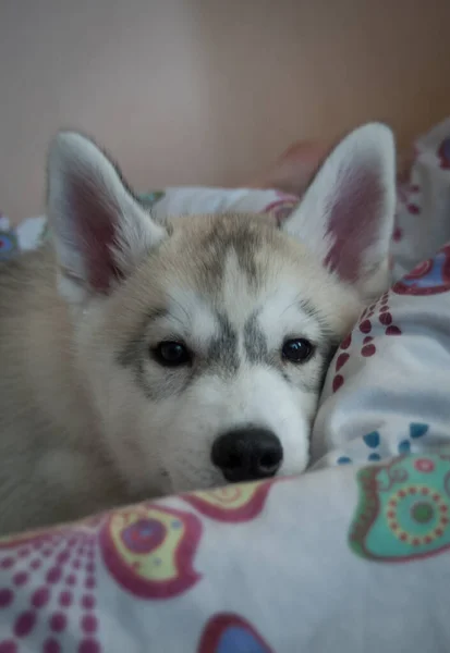 一只灰色的哈士奇小狗躺在一张彩色的床单上 直视前方 — 图库照片