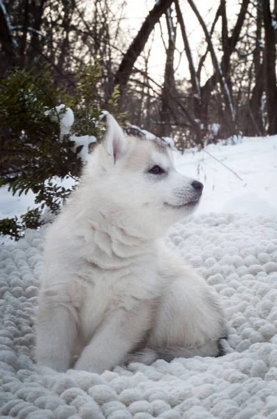 毛茸茸的灰色小狗在白雪中坐在树边 看起来很甜美 — 图库照片