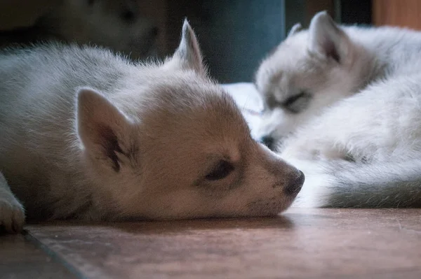 Peu Bébés Husky Doux Dormant Dans Une Chambre Ensoleillée — Photo