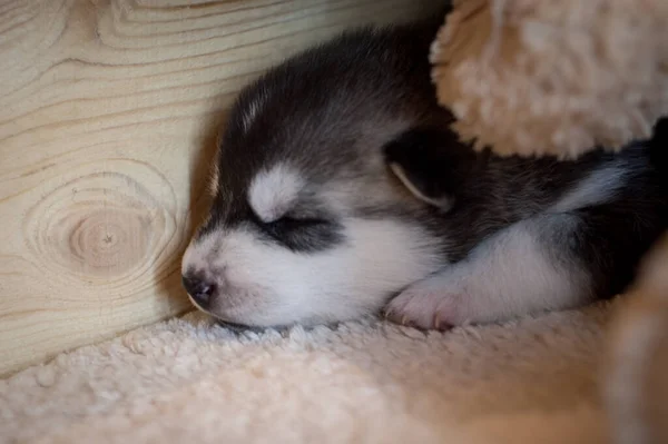 Black White Newborn Husky Baby Sleeps Soft Beige Carpet — Stock Photo, Image