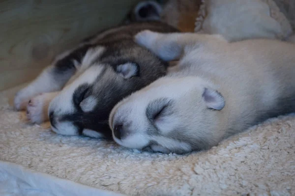 Doces Bebês Husky Dormem Abraços Tapete Bege Pelúcia — Fotografia de Stock