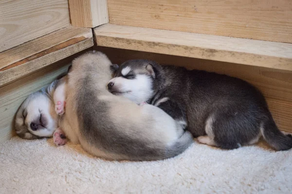 Três Filhotes Cachorro Dormindo Juntos Abraços Tapete Branco Macio Uma — Fotografia de Stock