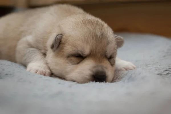 Gri Köpek Yavrusu Karnının Üstünde Yatar Bulanık Arkaplanlı Pelüş Mavi — Stok fotoğraf