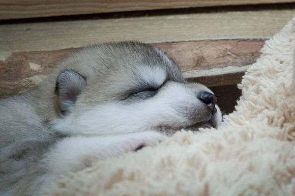 Portret Van Kleine Husky Puppy Slapen Een Zacht Pluizig Speelgoed — Stockfoto