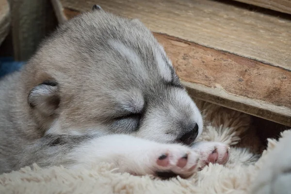 Χαριτωμένο Γκρι Και Άσπρο Husky Κουτάβι Κοιμάται Ένα Βελούδινο Παιχνίδι — Φωτογραφία Αρχείου