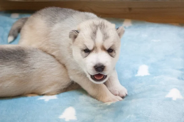 甜美的哈士奇小狗坐在蓝色柔软的地毯上 背景轻盈 — 图库照片