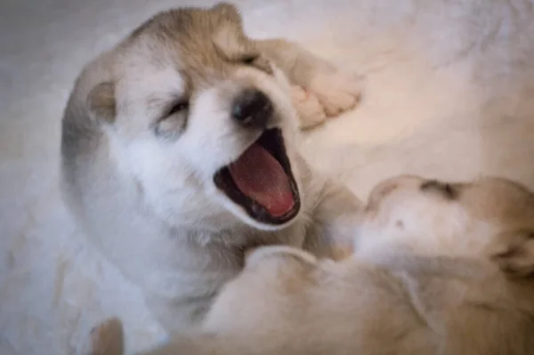 Neugeborener Husky Welpe Singt Auf Einem Weichen Beigen Teppich — Stockfoto