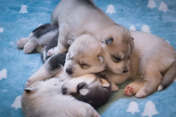 Όμορφη Φωτογραφία Ζώου Από Μικρά Χαριτωμένα Σκυλιά Που Κοιμούνται Μαζί — Φωτογραφία Αρχείου