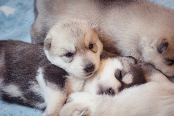Weinig Schattige Puppies Liggen Slapen Samen — Stockfoto