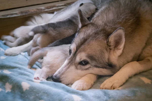 Gris Blanco Husky Perro Encuentra Azul Blancket Buscando Cansado Con — Foto de Stock