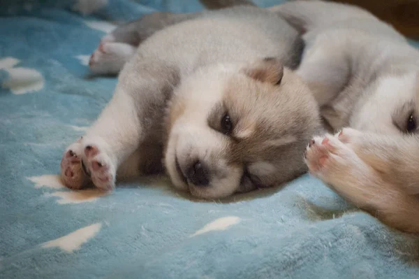 Pequeno Cão Husky Esticando Cobertor Azul Fluff Olha Para Câmera — Fotografia de Stock