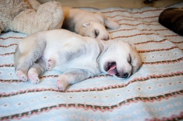 有趣的哈士奇小狗在五颜六色的灯饰毛毯上醒来 — 图库照片