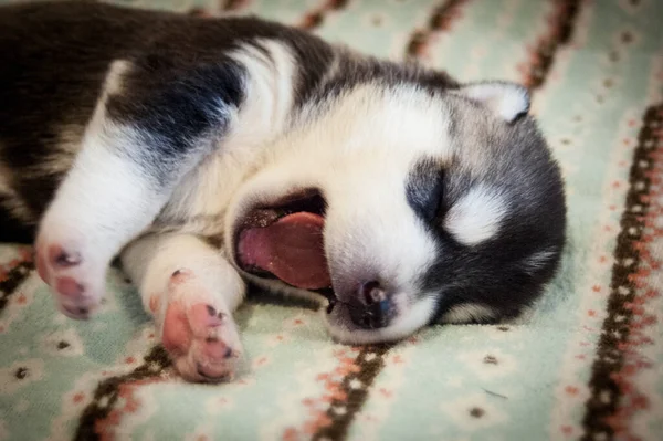 Engraçado Preto Branco Lindo Filhote Cachorro Husky Despertando Alongamento Bocejo — Fotografia de Stock