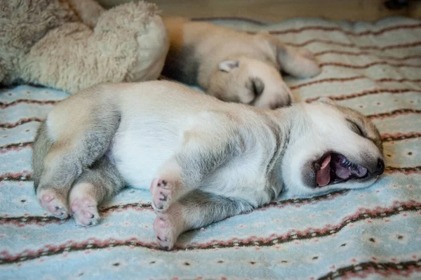 Adorable Bebé Perro Estiramiento Bostezar Una Alfombra Suave Vellón — Foto de Stock