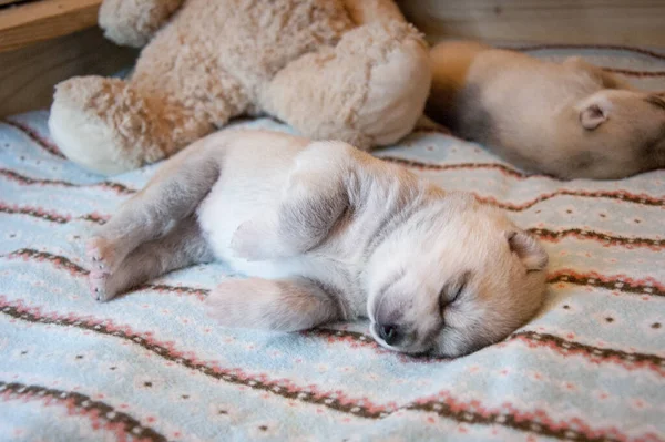 Bastante Husky Cachorro Divertido Dormir Una Manta Azul Claro Con — Foto de Stock