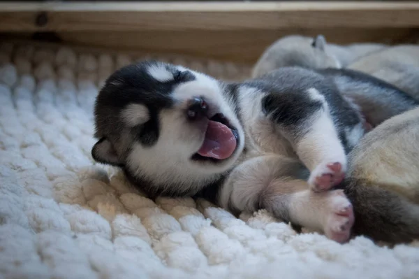 Cachorrinho Pequeno Husky Preto Branco Encontra Tapete Branco Fluff Sorrindo — Fotografia de Stock