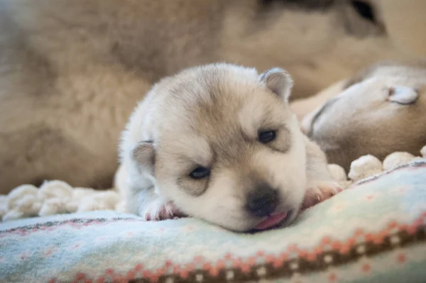 Zoete Husky Baby Liggend Een Blauw Ornament Tapijt Kijkend Naar — Stockfoto