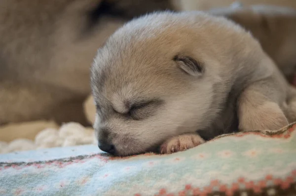 刚出生的哈士奇小狗躺在彩色地毯上睡觉 — 图库照片